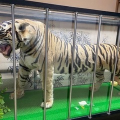 虎の剥製　受付停止中