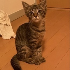 取引中　子猫里親募集中　キジトラメス　4ヶ月