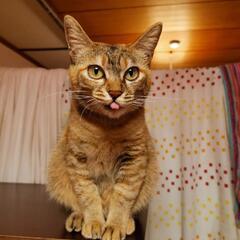 【見つかりました！】行方不明の猫探しています