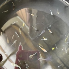 メダカ　ミックス