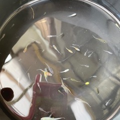 メダカ　ミックスの画像