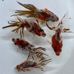 可愛い　キャリコ琉金　金魚　綺麗