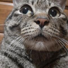 猫カフェに一緒に行ってくれる人募集😆