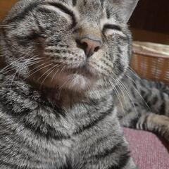 猫カフェに一緒に行ってくれる人募集😆 - 三重郡