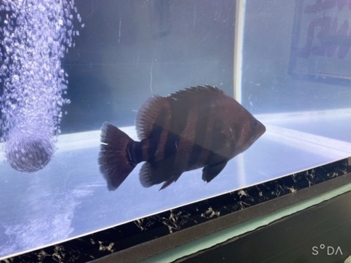 ダトニオプラスワン