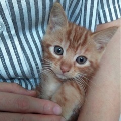 甘えんぼポムくん　アメショ風マーブル柄のの茶トラくんの画像