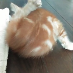 甘えんぼポムくん　アメショ風マーブル柄のの茶トラくん - 猫