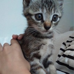 キョトン顔が可愛い♡マーブル模様のレオちゃん。
