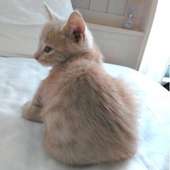 ミルクティーカラーの男の子♡まんまる瞳のパン君