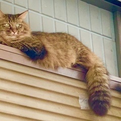 猫が行方不明　長毛茶色キジ　ゆずちゃん