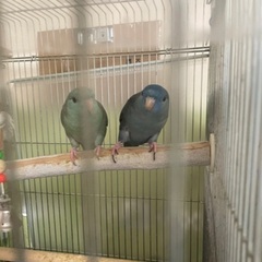 サザナミインコ　つがい