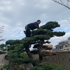 造園業　急募‼️ 日給10,000円〜　未経験🆗の画像