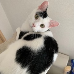 名前　ウル