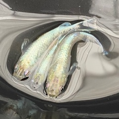 ロングフィン　めだか【有精卵20個＋α】