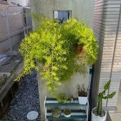 値下げ　アスパラガス　