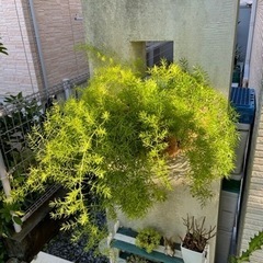 値下げ　アスパラガス　の画像