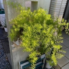 値下げ　アスパラガス　の画像