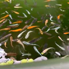 メダカ セット！　鳥取市　(水草　ミナミヌマエビ　の画像