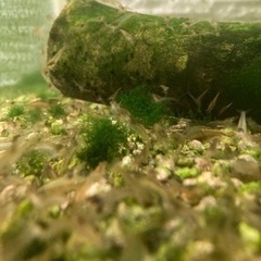 めだか、エビの画像