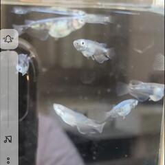めだかのボブ
