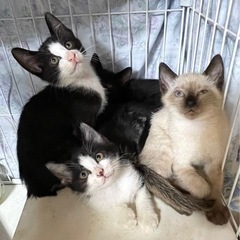残り1匹！！生後3ヶ月程度の子猫5匹☆里親さん募集☆