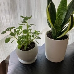スモークツリーの苗
