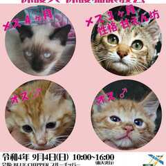 9月4日犬と猫の譲渡会　Renatusワンニャン絆プロジェクト 