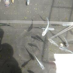 めだか🌟夜桜🌟メダカの画像