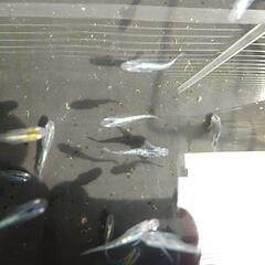 めだか🌟夜桜🌟メダカの画像