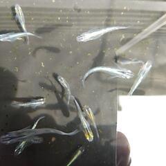 めだか🌟夜桜🌟メダカの画像