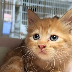 生後約５０日の子猫たち