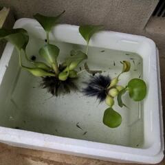 メダカ②差し上げます。