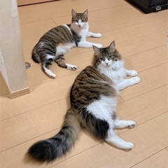 2歳の兄妹👧🏻🧡👦🏻