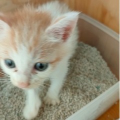 子猫の里親募集