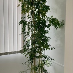 【お譲りします】観葉植物