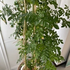 【お譲りします】観葉植物の画像
