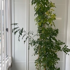 【お譲りします】観葉植物の画像