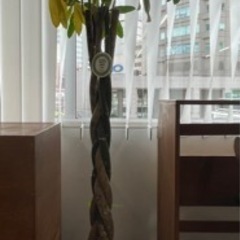 【お譲りします】パキラ インテリア 植木の画像