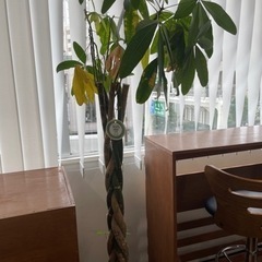 【お譲りします】パキラ インテリア 植木