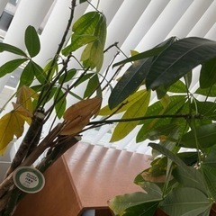 【お譲りします】パキラ インテリア 植木の画像