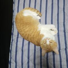 猫里親募集