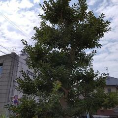 クロガネモチ（クロガネホーリー）