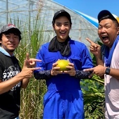 沖縄で自然栽培のマンゴーを勉強しませんか？（宿舎付き）マンゴー大学の画像