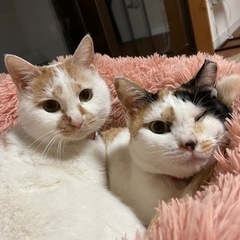 仲良し姉妹の里親さんを募集しています。　トライアル中です。