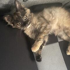 生後1~2ヶ月の猫ちゃんです。【届け出済み】