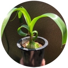 珍奇植物　不思議な植物⭐️アルブカ　ブラクテアータ⭐️子持ち