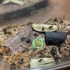 鈴虫成虫交換希望