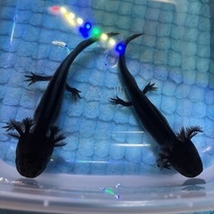★スーパーBLACK★ϵ( 'Θ' )϶★