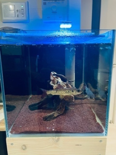 海水魚OF水槽　300×450×450 配管セット　オーバーフロー