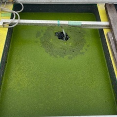 🐸A)ミジンコ浮草❣️無料❣️月曜日〜木曜日限定❣️の画像